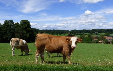 North Wales farmers welcome fairer red meat levy split 