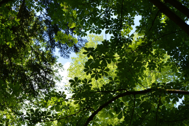 Denbighshire school children get involved in major tree planting scheme thanks to £800,000 from UK Government